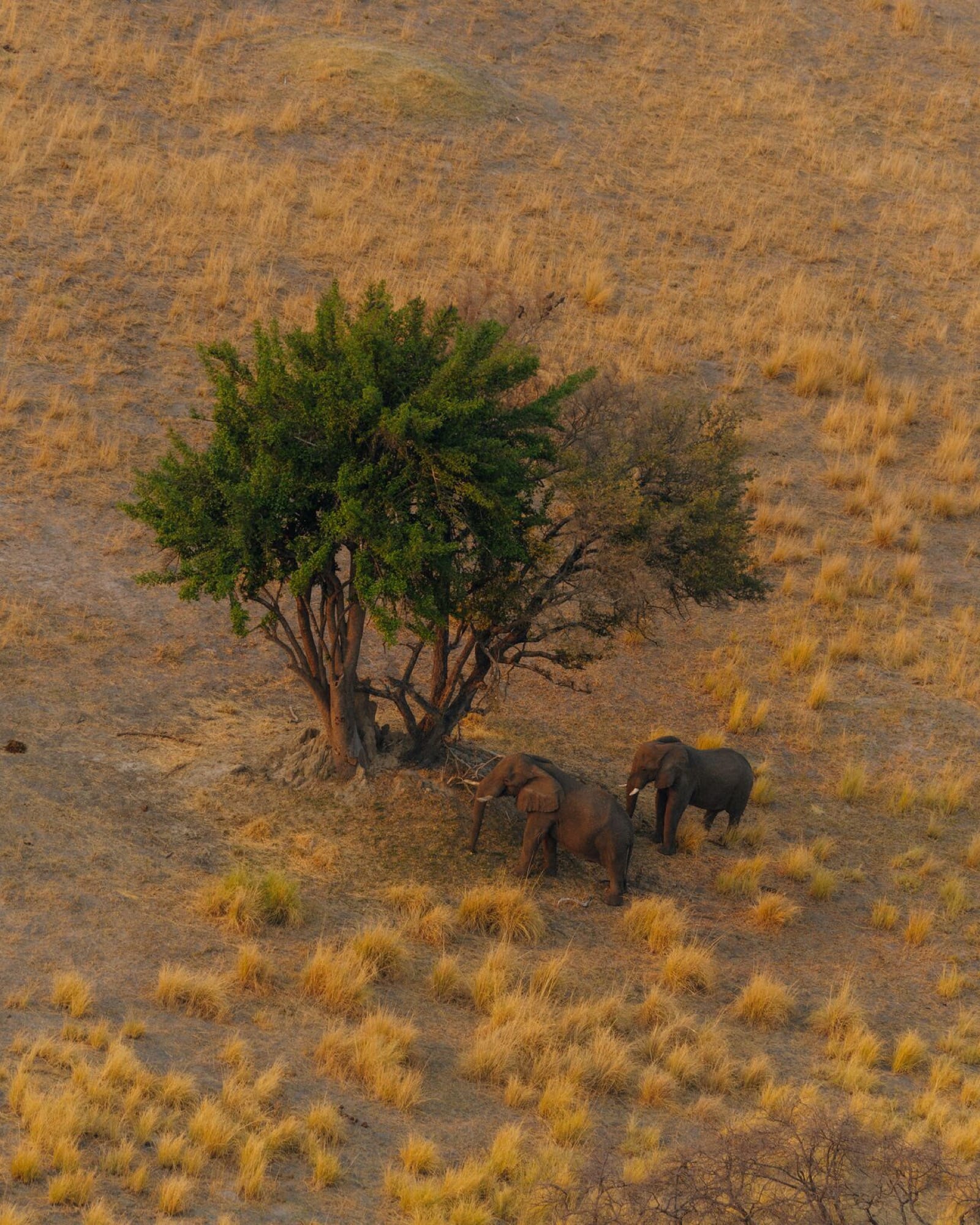 Safari — representative property
