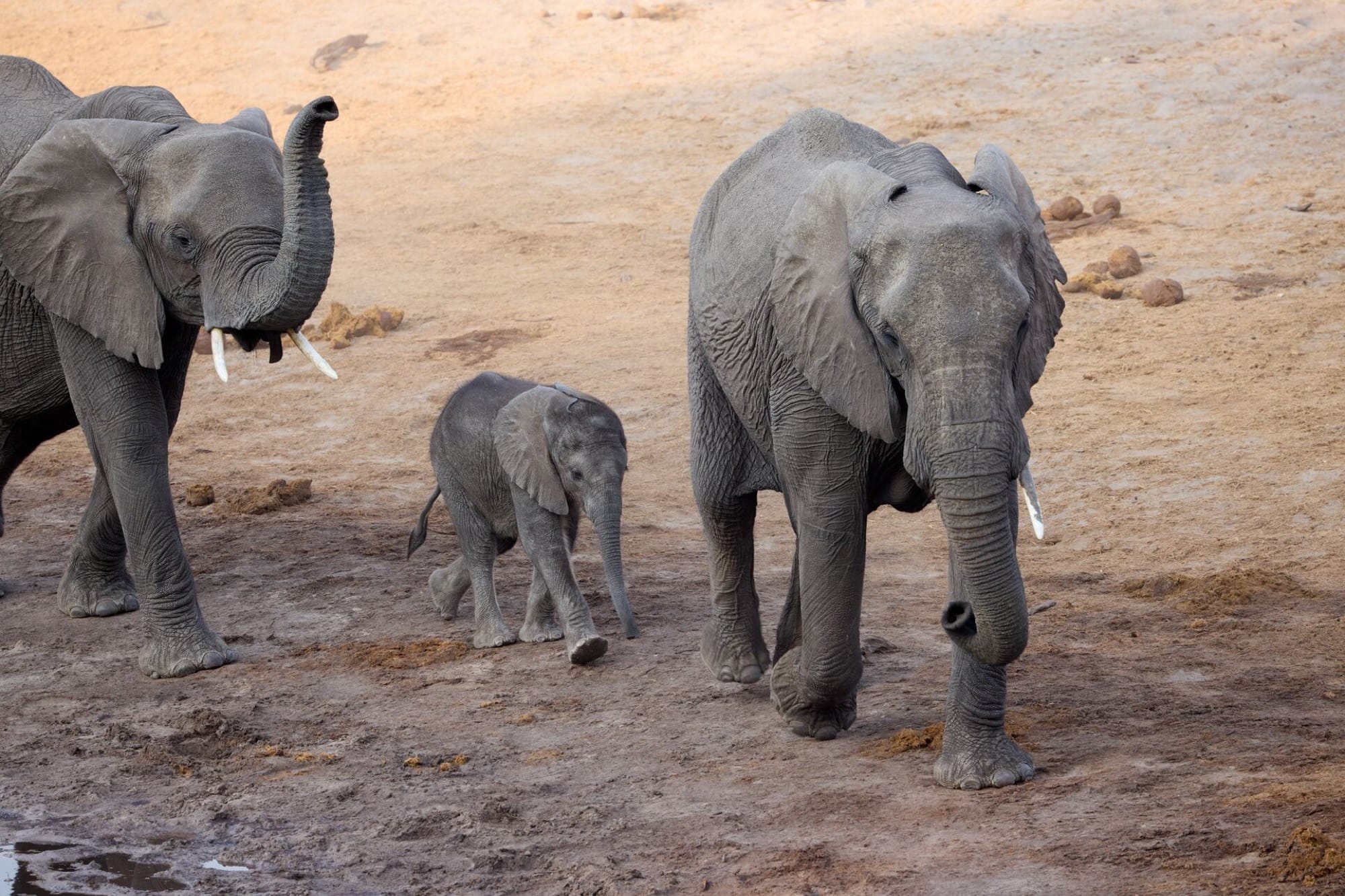 A game-drive vehicle in the Chobe at golden hour — Savute Elephant Lodge country.