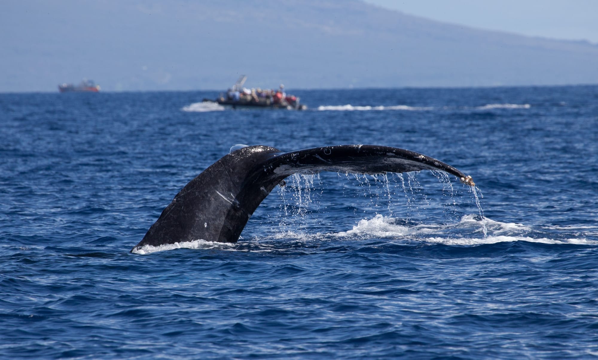 UnCruise skiff alongside a humpback whale fluke off the Hawaiian coast.