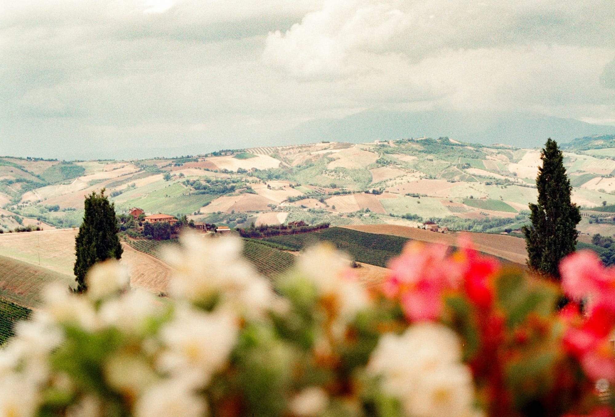 Tuscan rolling hills with cypress trees and seasonal flowers.