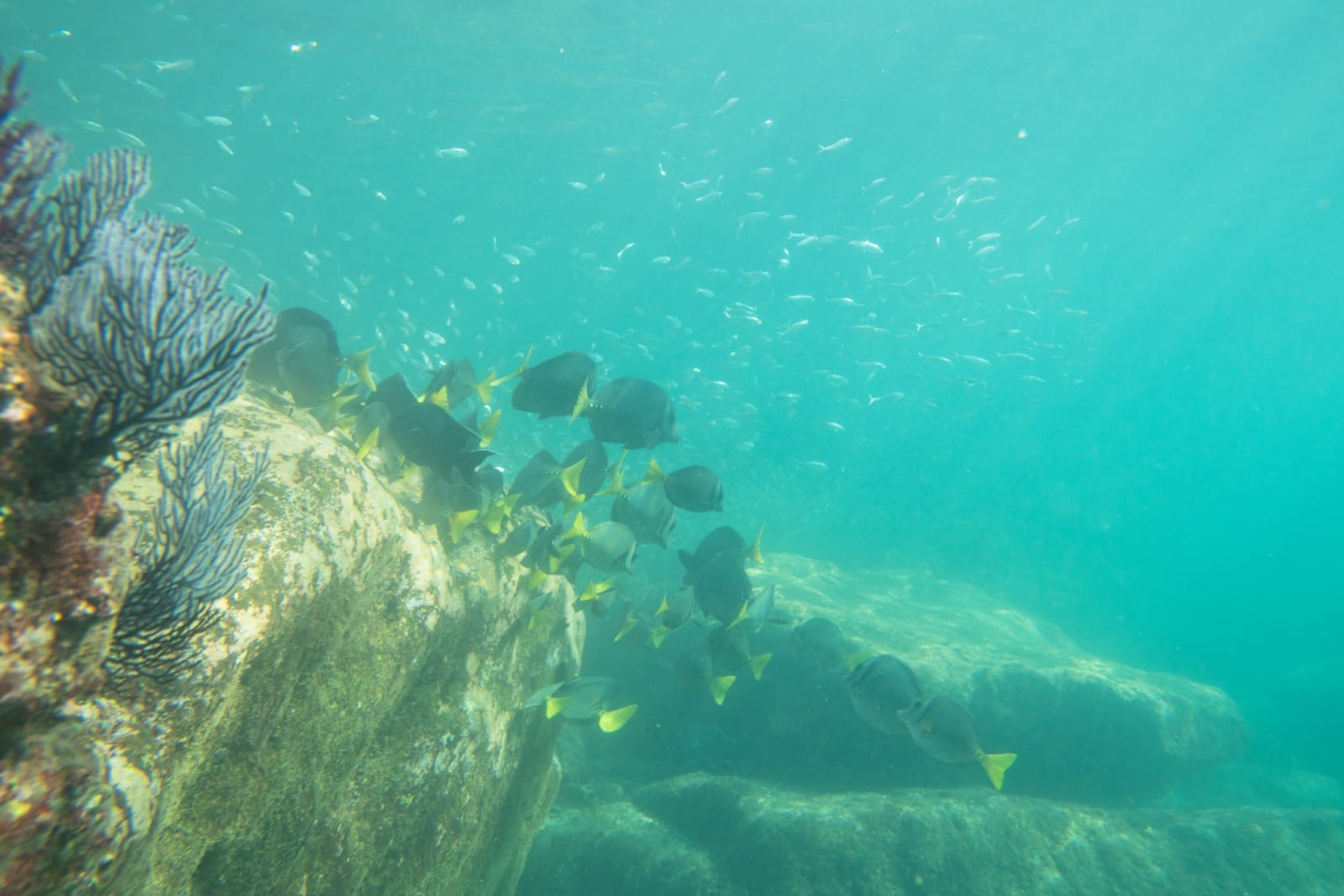 Yellow fish schooling over rocks in the clear water of the Sea of Cortez, photographed from a snorkeler's perspective near Los Islotes.