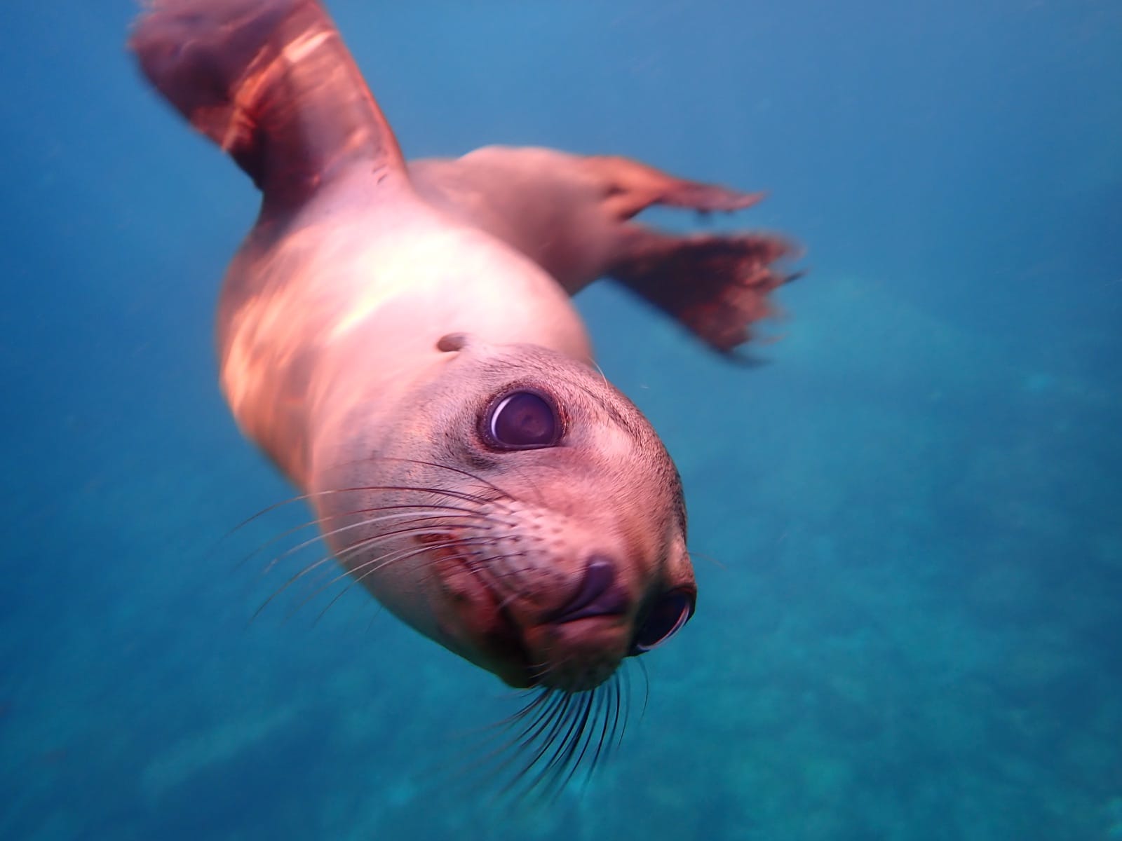 A young sea lion underwater at Los Islotes, eye to eye with the camera in the clear blue water of the Sea of Cortez.