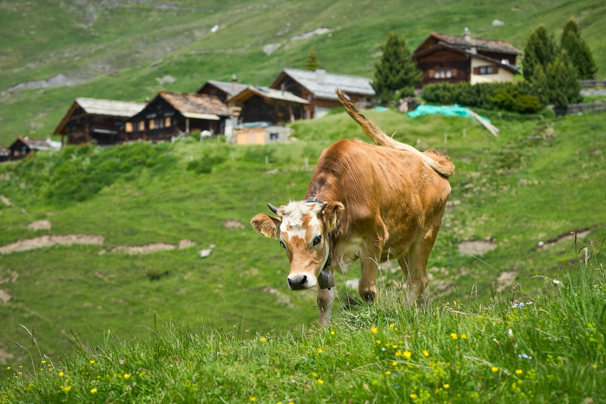 Swiss Alps landscape