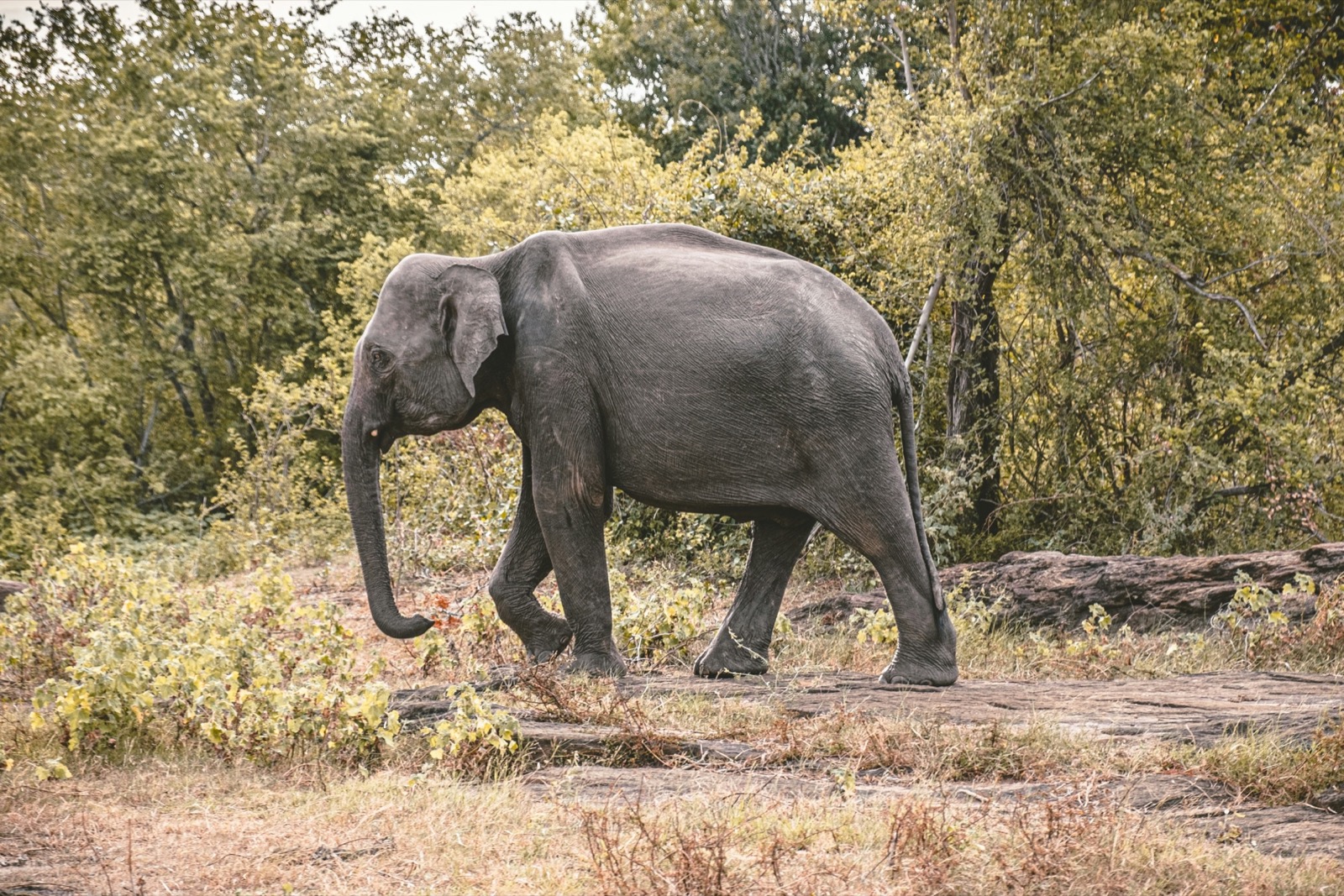 An elephant walking through lush green forest in the northern Thai highlands