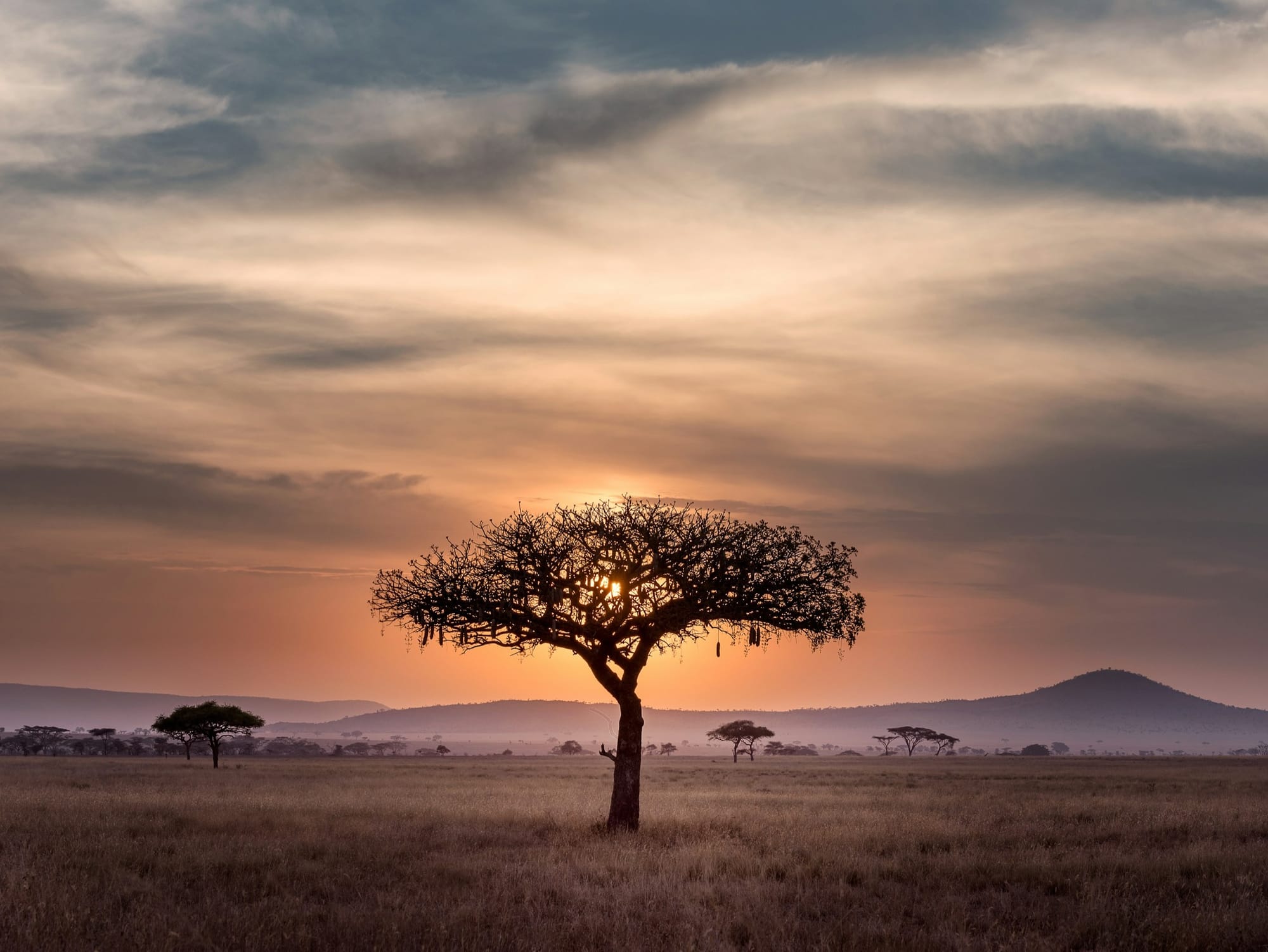 Acacia tree silhouette at sunset, Serengeti, Tanzania
