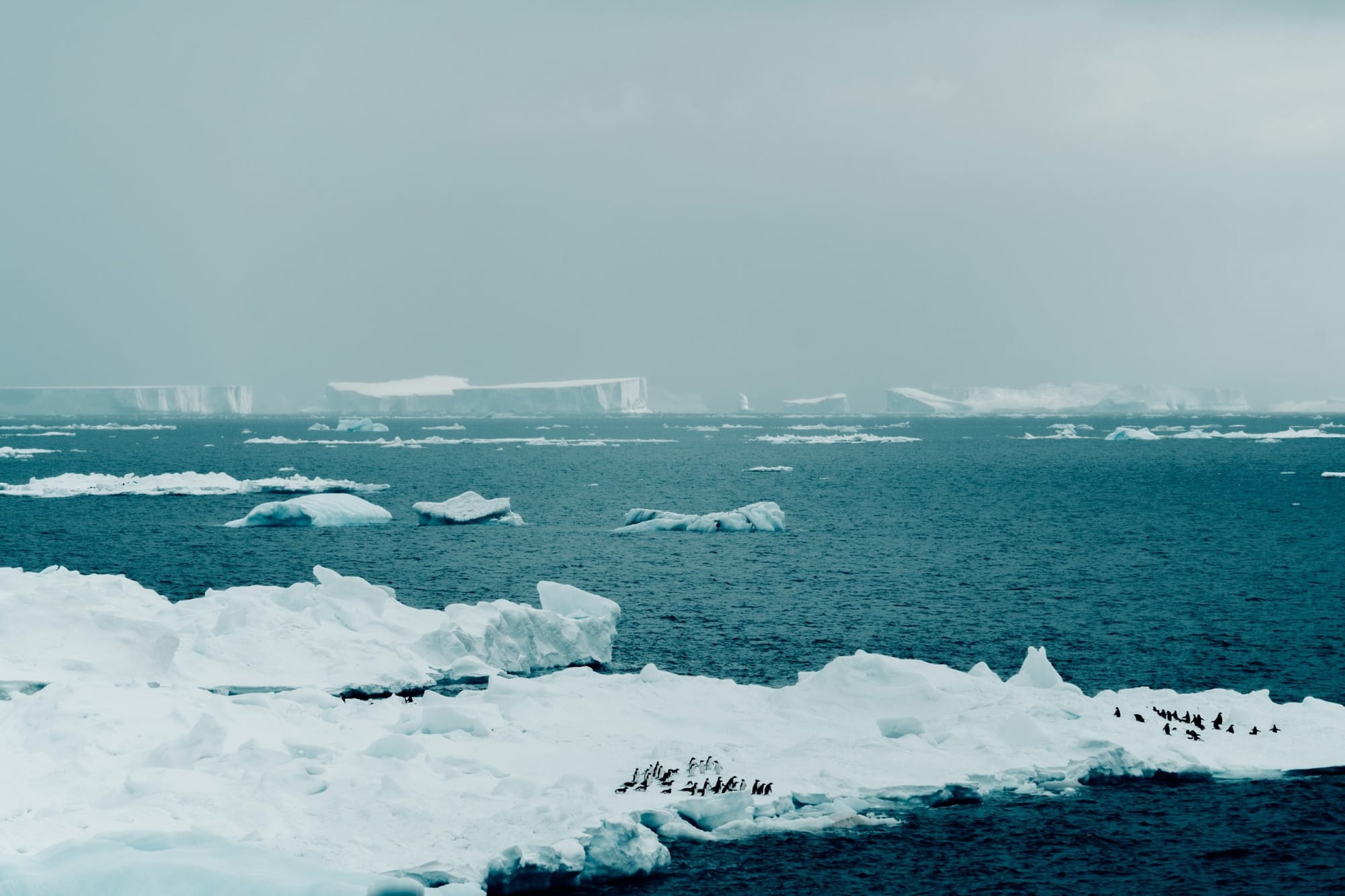 Penguins on ice floes in Antarctica