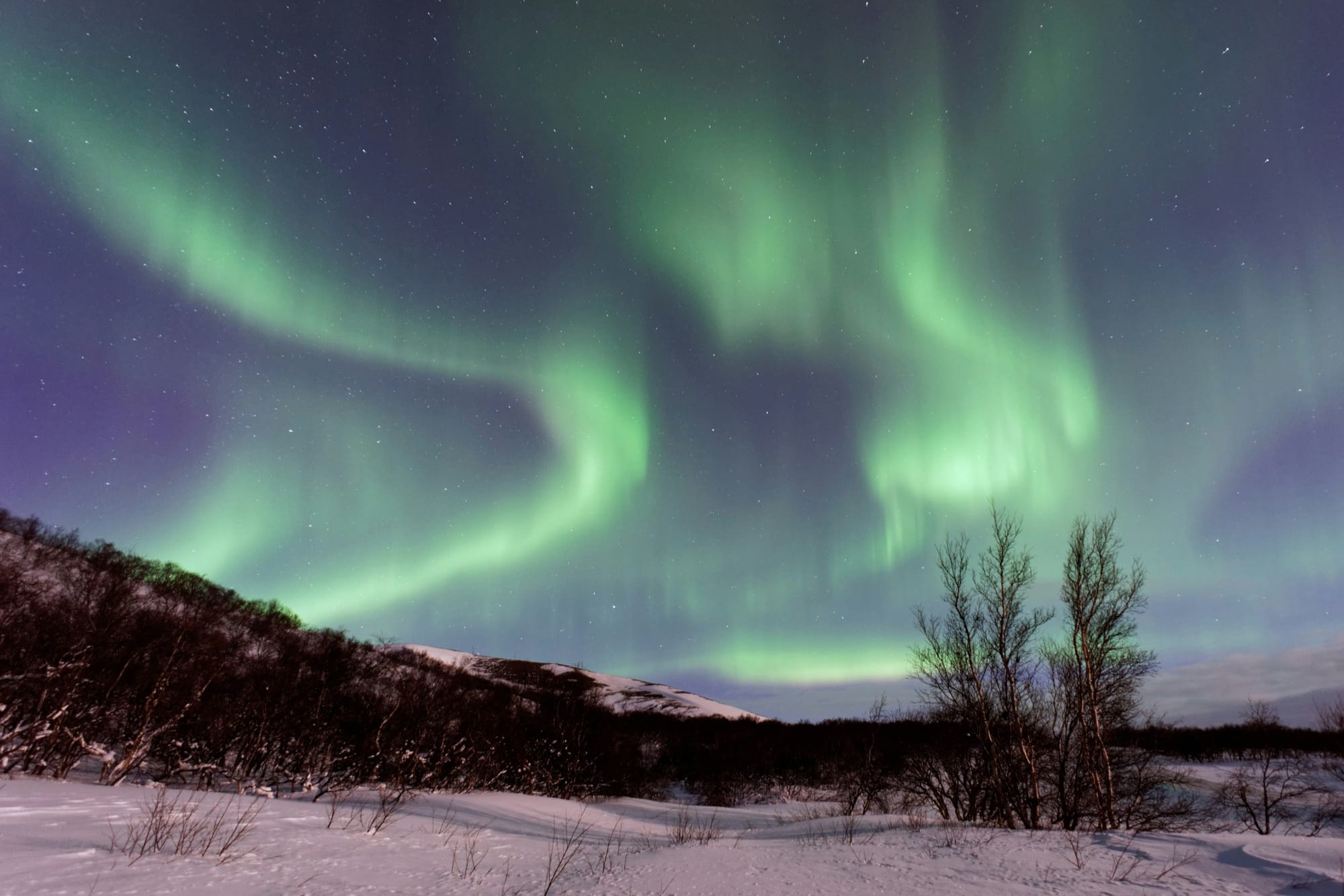 Green auroral arcs sweeping across a star-filled sky above a snow-covered ridge and bare birch.