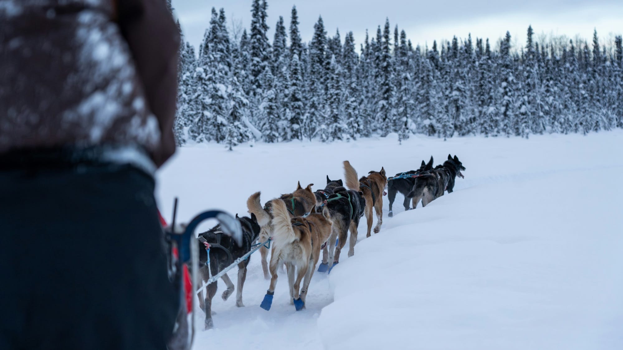 A sled-dog team in harness pulling a musher through deep snow along a spruce treeline.