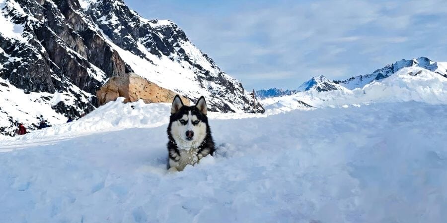 A husky resting in deep snow with the Alaska range behind.