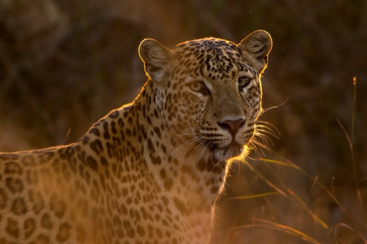 Africa Safari Planning Guide