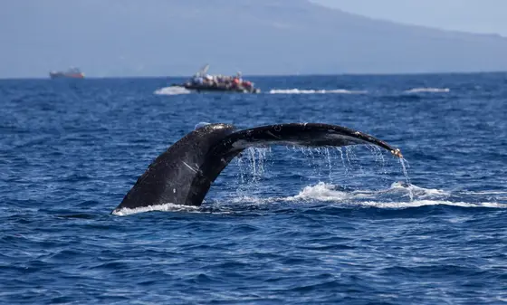 UnCruise skiff alongside a humpback whale fluke off the Hawaiian coast.
