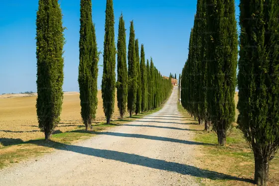 Tuscan cypress trees along a country road, Italy.
