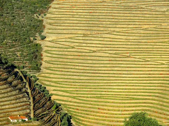 Terraced vineyards in ochre and gold stepping down a steep Douro hillside, seen from above.