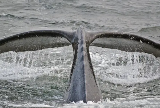 Humpback whales surfacing together in Southeast Alaska waters, forested shoreline behind.