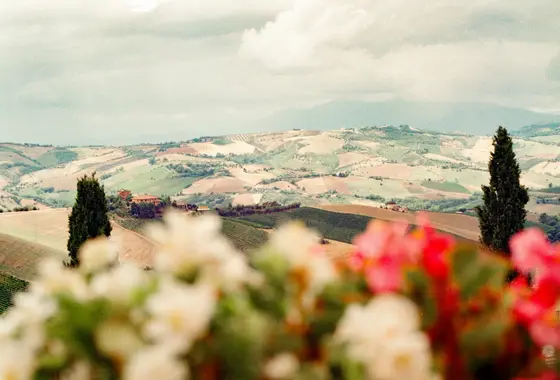 Tuscan rolling hills with cypress trees and seasonal flowers.