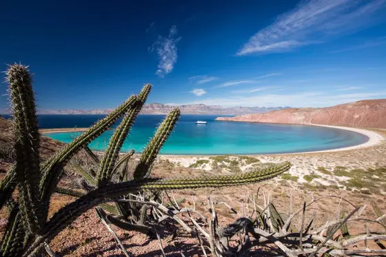 Why I Keep Recommending the Sea of Cortez