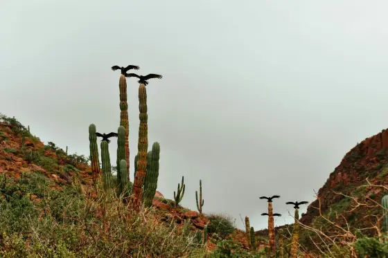 Desert mountains meeting the calm blue waters of the Sea of Cortez in Baja California