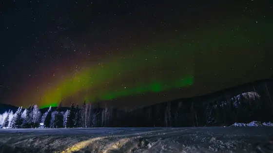 Aurora borealis over the spruce forest at Chena Hot Springs Resort, Fairbanks, Alaska