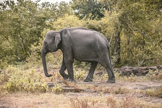 An elephant walking through lush green forest in the northern Thai highlands