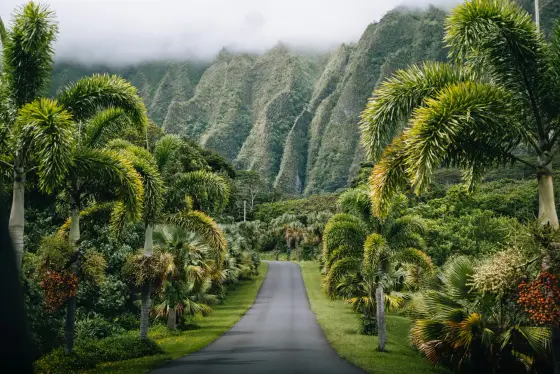 Volcanic green cliffs dropping to the Pacific Ocean in Hawaii