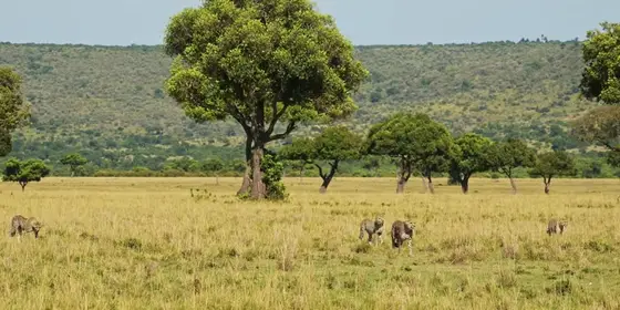 Wild Places & Luxury Lodges