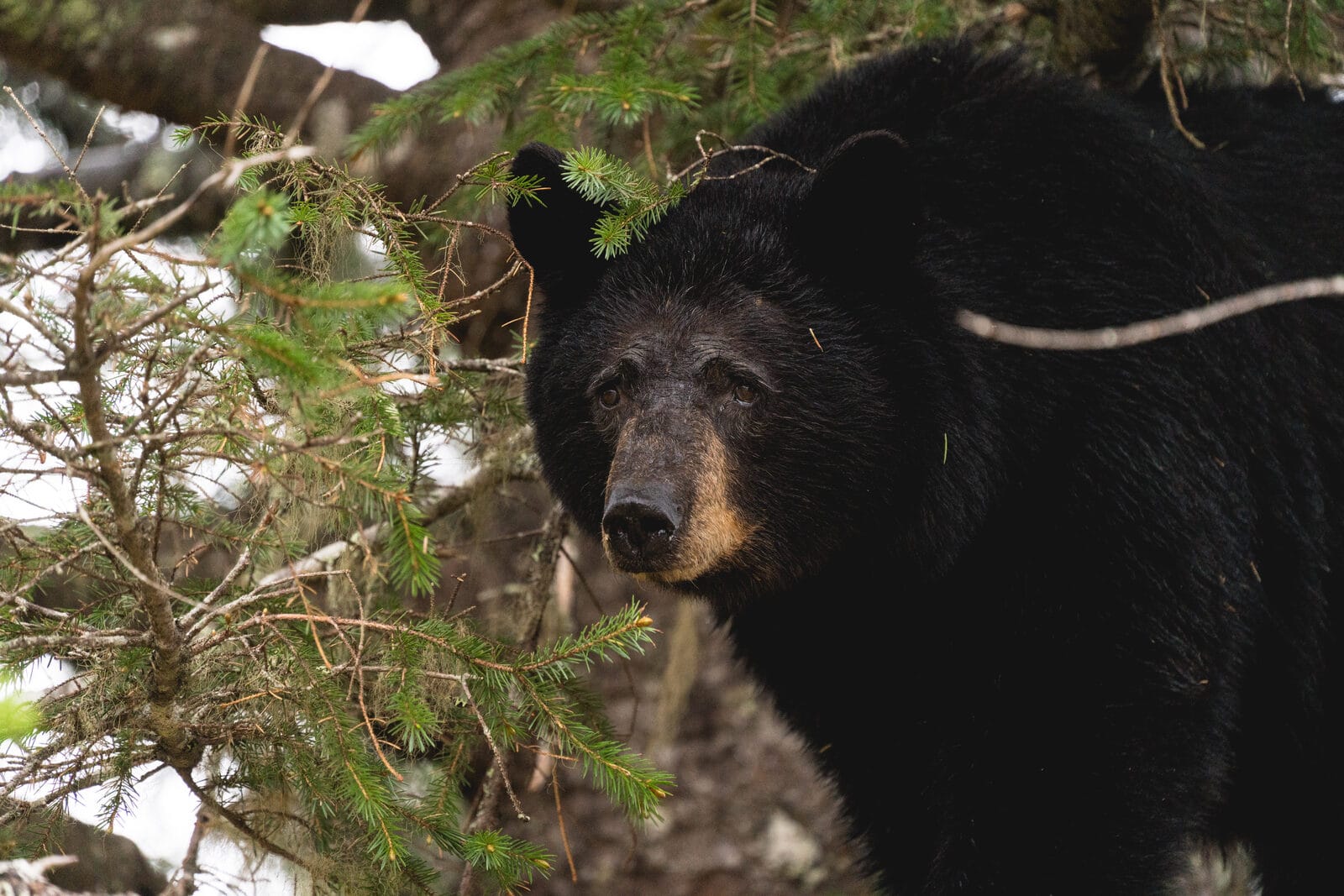 A brown bear photographed from an UnCruise small-ship vantage along the Alaskan coast.