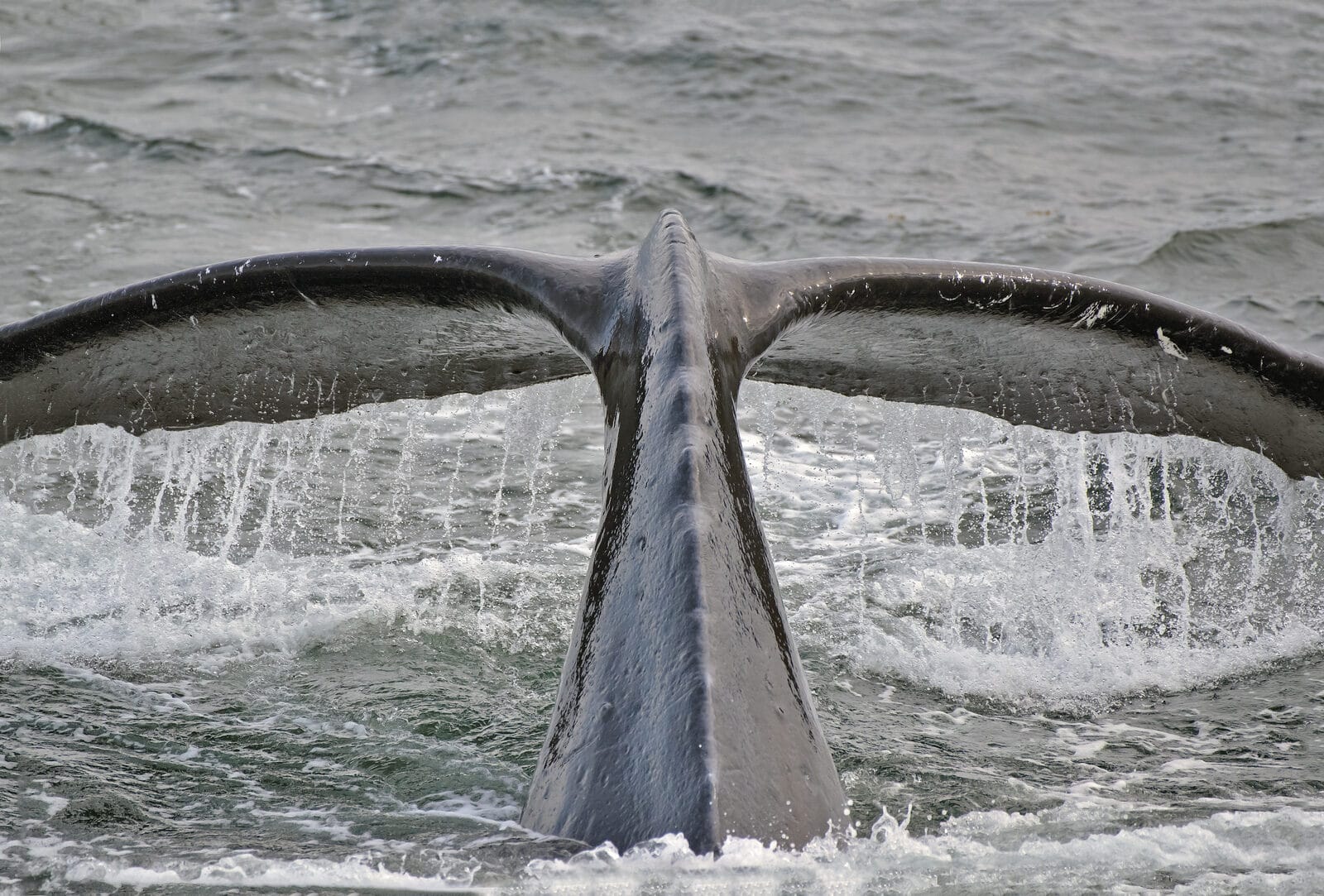Humpback whales surfacing close to an UnCruise small ship in Southeast Alaska.
