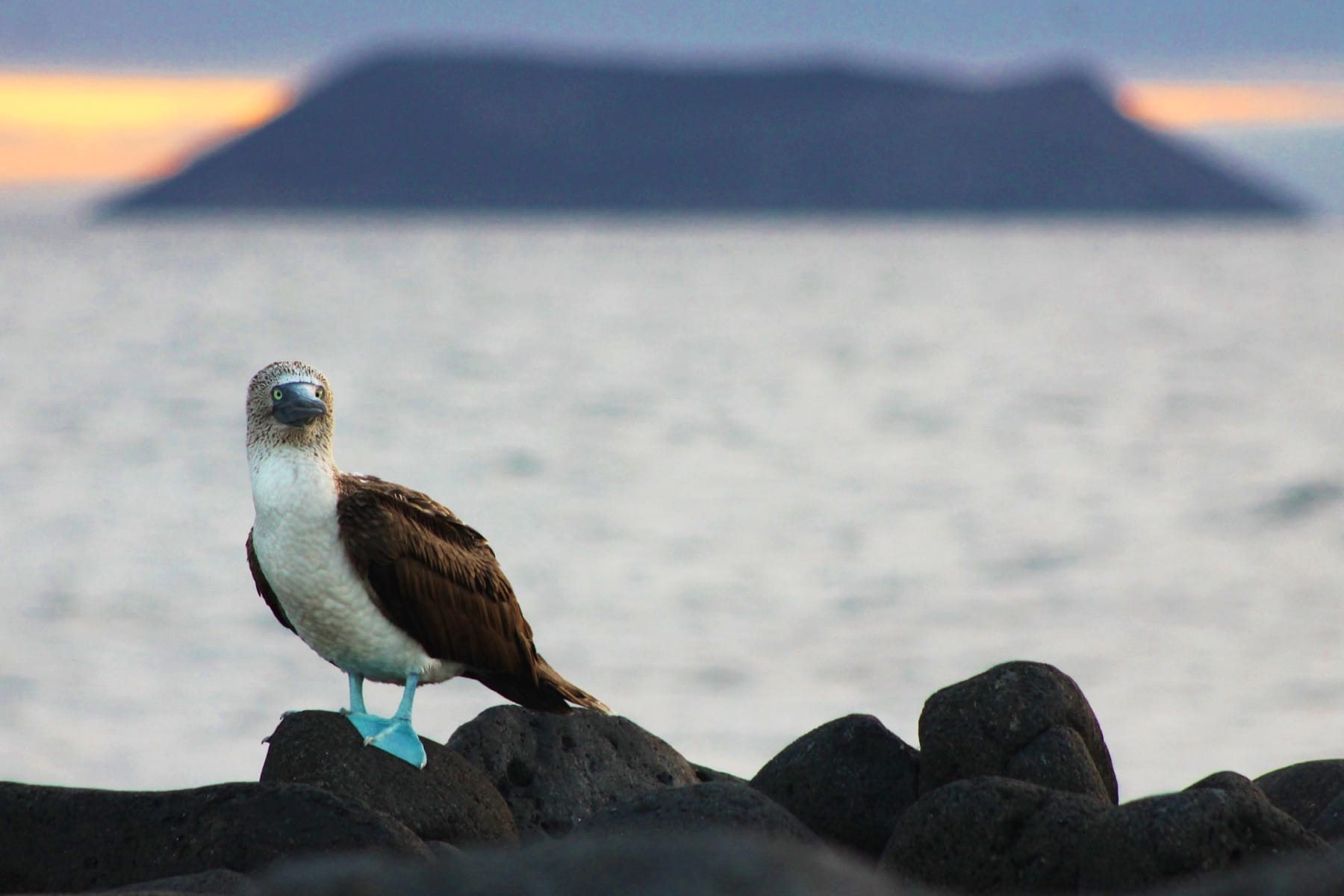 A blue-footed booby on volcanic rock at Galápagos sunset, photographed from an UnCruise sailing.