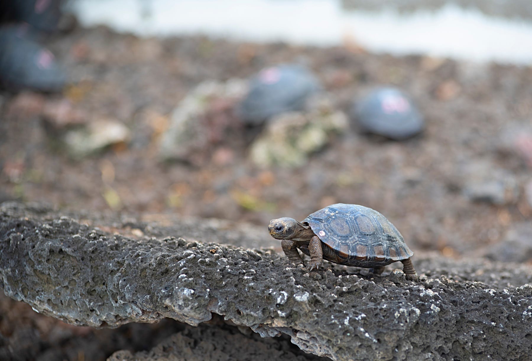 The Charles Darwin Research Station on Santa Cruz — a typical UnCruise Galápagos visit.
