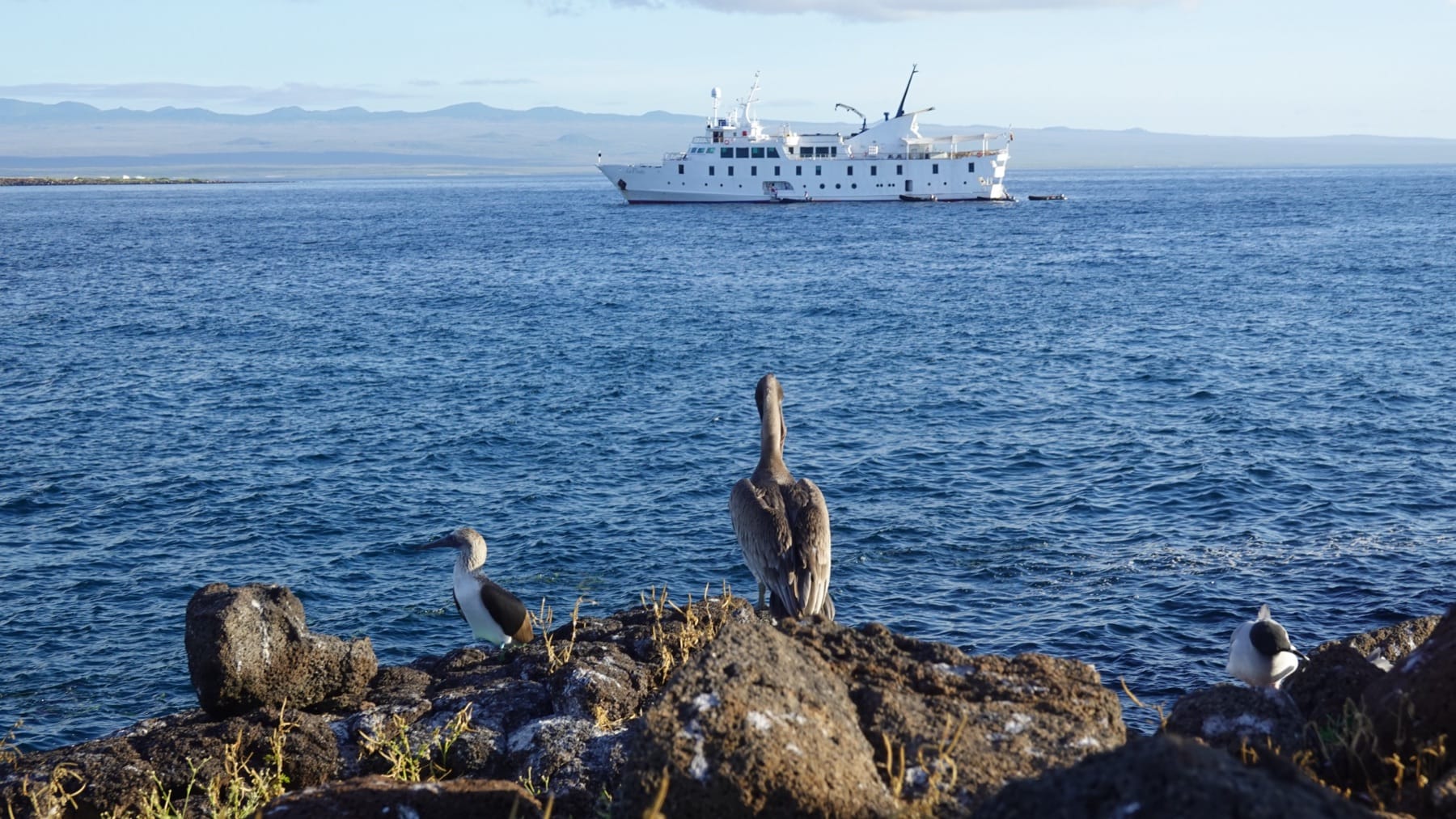 La Pinta — UnCruise's 48-guest expedition ship — at anchor in the Galápagos with seabirds working the water around her.