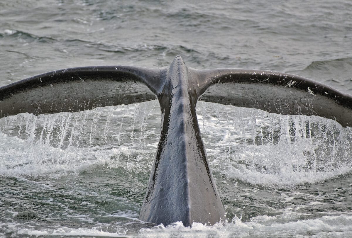 Humpback whales surfacing in Southeast Alaska on an UnCruise sailing.