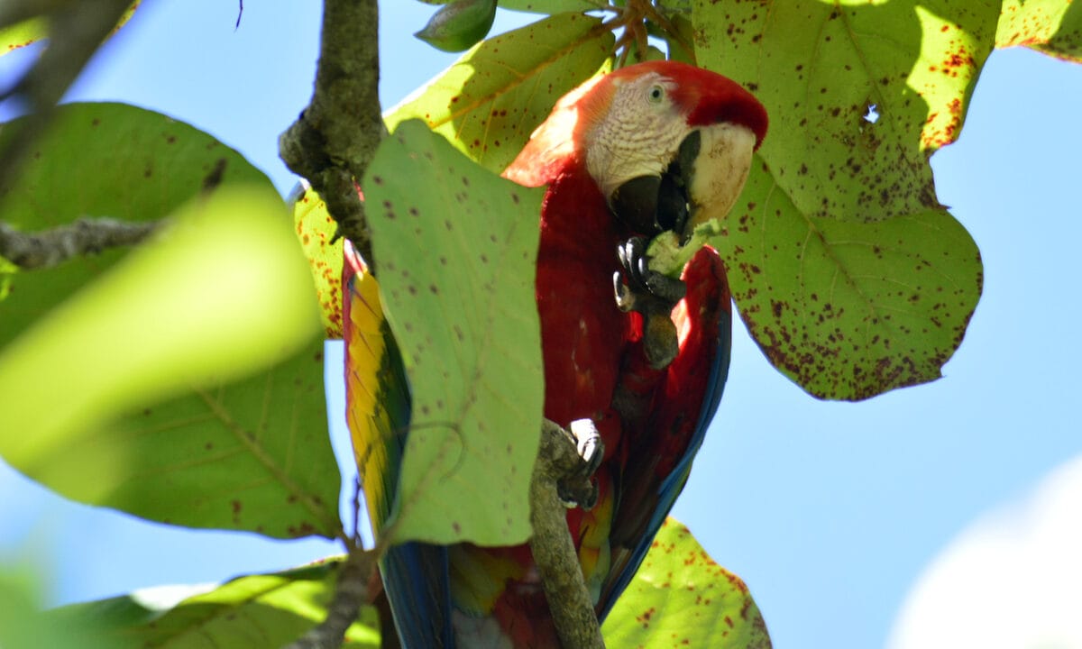 A scarlet macaw photographed on the Costa Rica Pure Life Adventure Cruise.